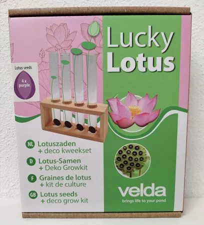 Lucky Lotus Purple